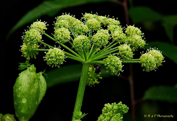 {Angelica triquinata}